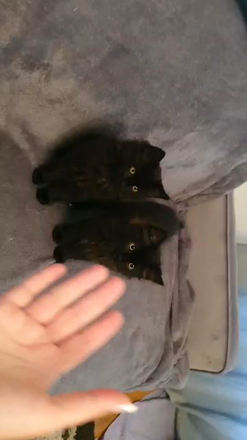 2 kittens to rehome
