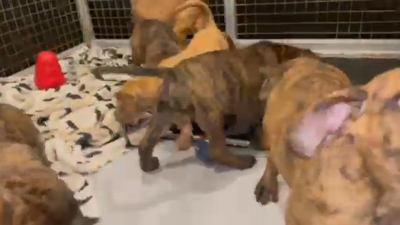 Cane Corso/South African Boerboel/Molosser Dogs
