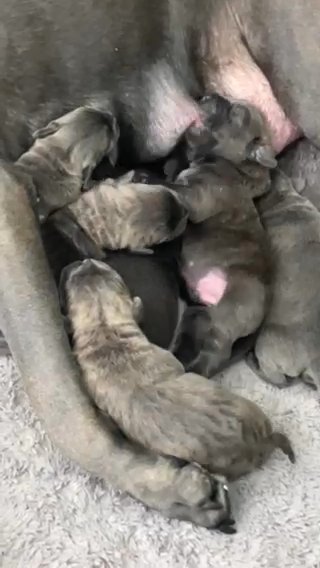 Cane Corso Pups For Sale £1800 Males. £2000 Femlaes. 2 Females Left And 3 Males Left For Sale