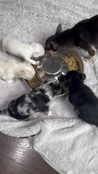 Chihuahua Pups For Rehome