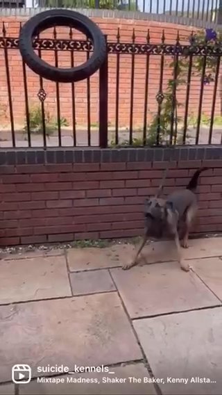 Best Malinois In The Uk