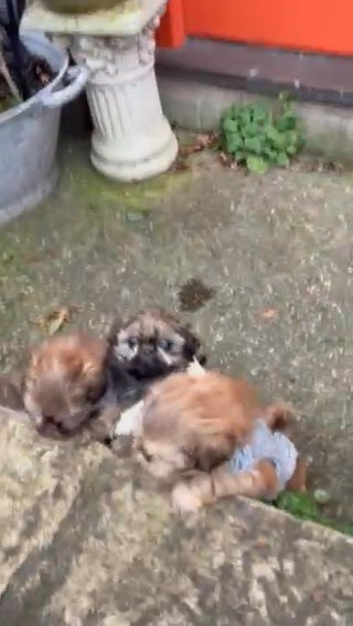 Three Imperial Shih Tzu Puppies