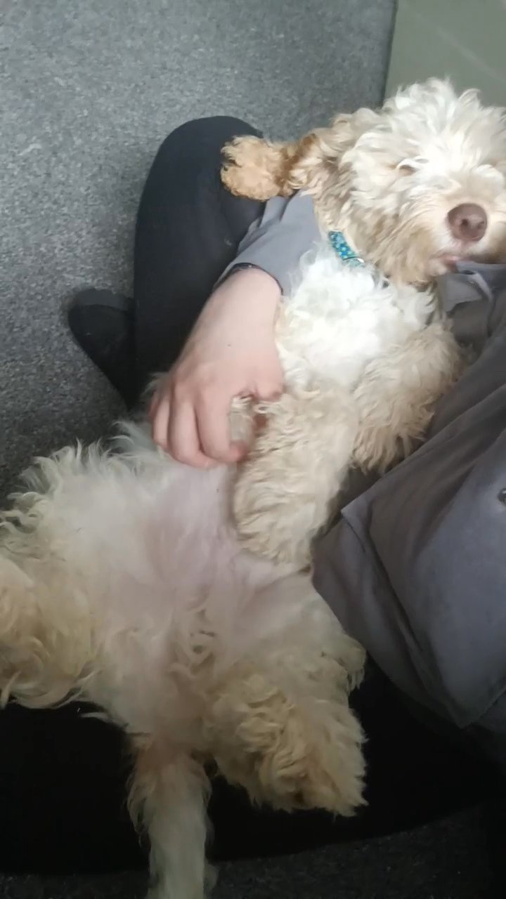 male cockerpoo