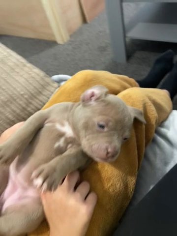 American bully’s