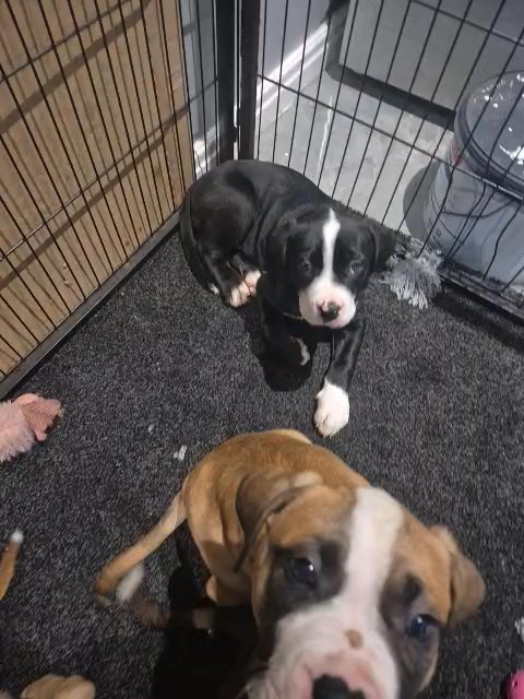 cane corso cross mastiff pups