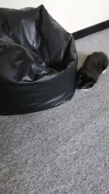 Black and white kitten