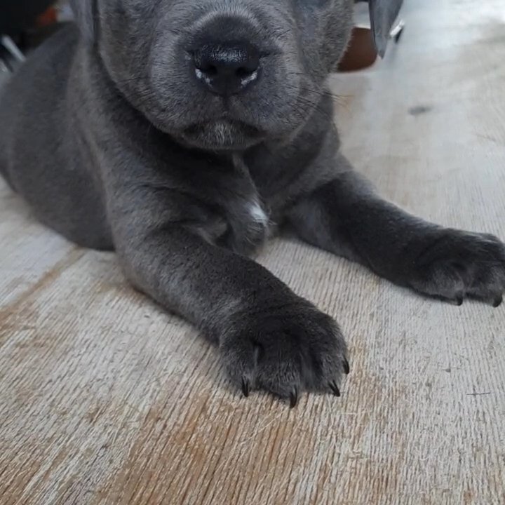 blue staffies - Licensed breeders BASED IN ILFORD , ESSEX
