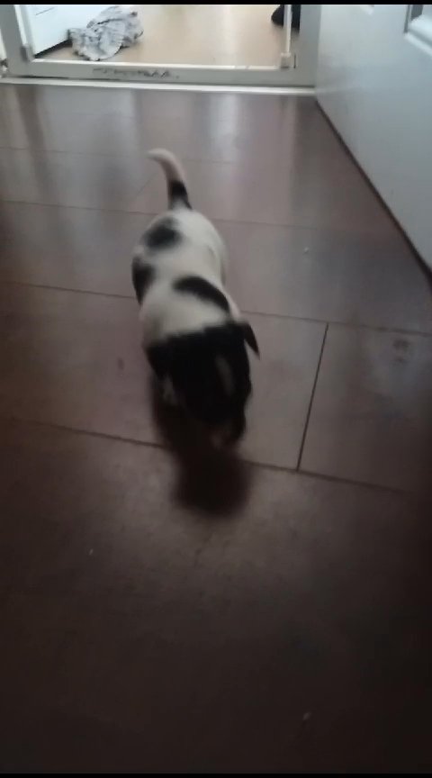 jack russell