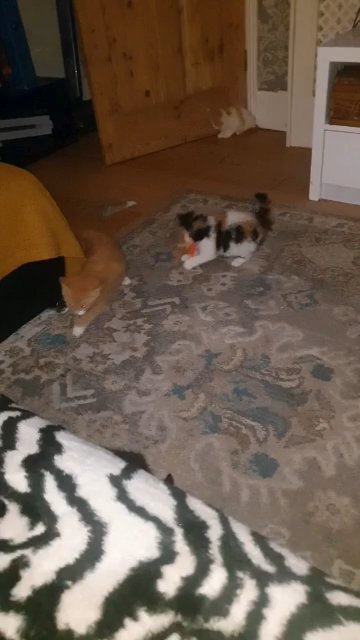 Main Coon & Persian Cross kittens
