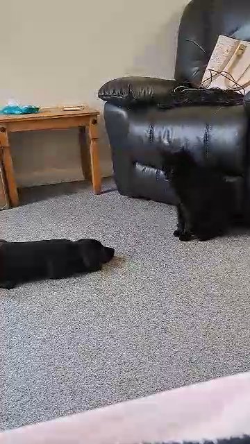 luna the puppy
