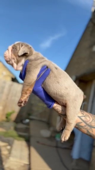 English Bulldog Pups