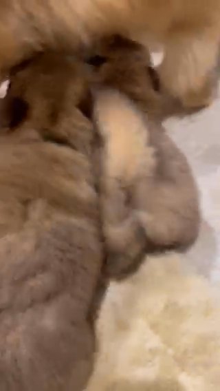 Show Quality Kc Registered Chow Chows