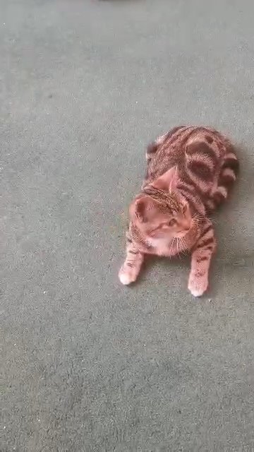Female kitten looking for a new home