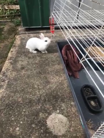 Netherland dwarf rabbit for sale