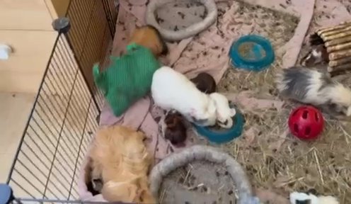 Baby Guinea Pigs 2 And 3weeks