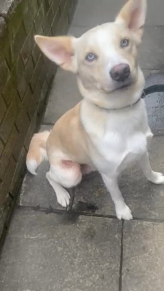 Husky Cross Labrador