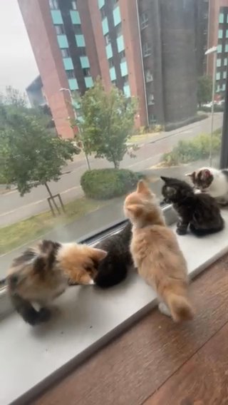5 Kittens for Sale