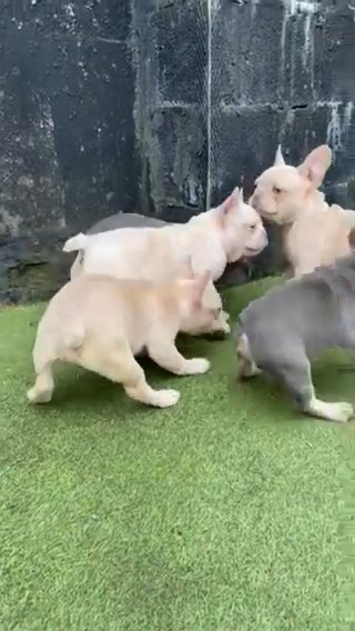 5 French Bulldogs REDUCED
