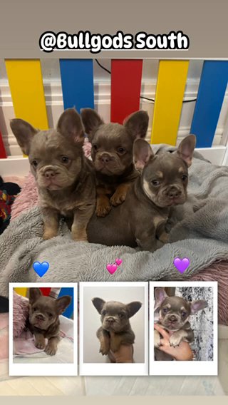 Fluffy French Bulldogd