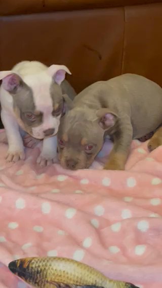 American Pocket Bully Puppies