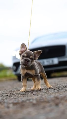 Big Rope Fluffy Bulldog