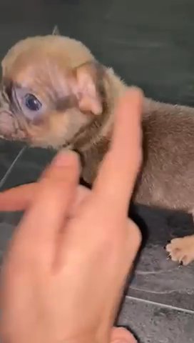 French Micro Bullies