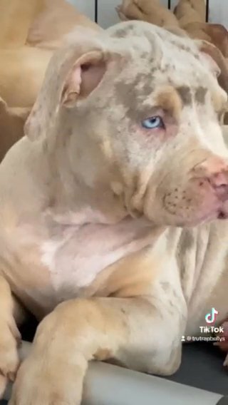 Quality Lilac Tri Merle Bossy Dexter Daughter ?