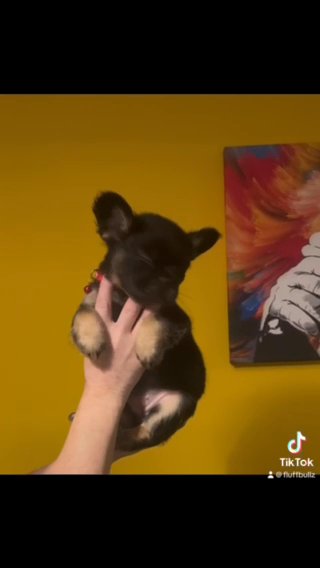 Fluffy French Bulldogs