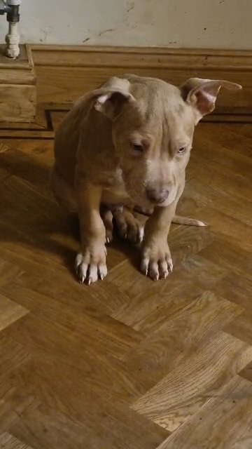 puppies for sale