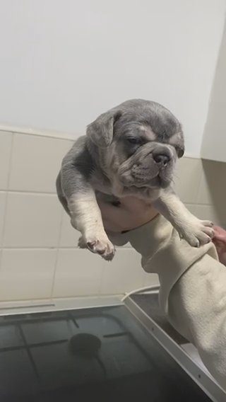 Quality Fluffy Carrier French Bulldog