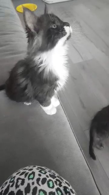 registerd mainecoon kittens