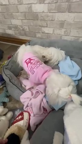 Maltese