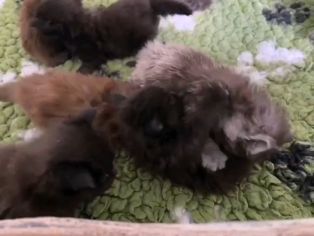 ✅REGISTERED MAINE COON KITTENS✅