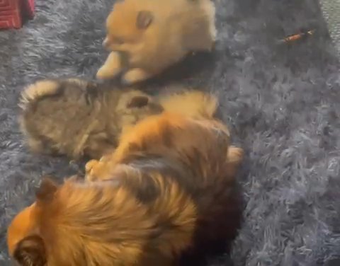 Teddy Bear Pomeranian Puppies