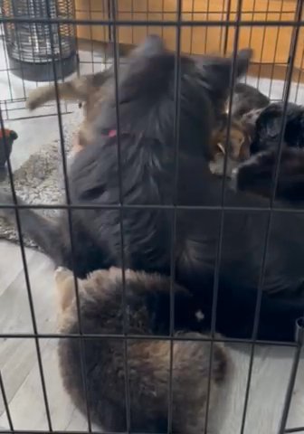 Pure Bred German Shepherds Puppies
