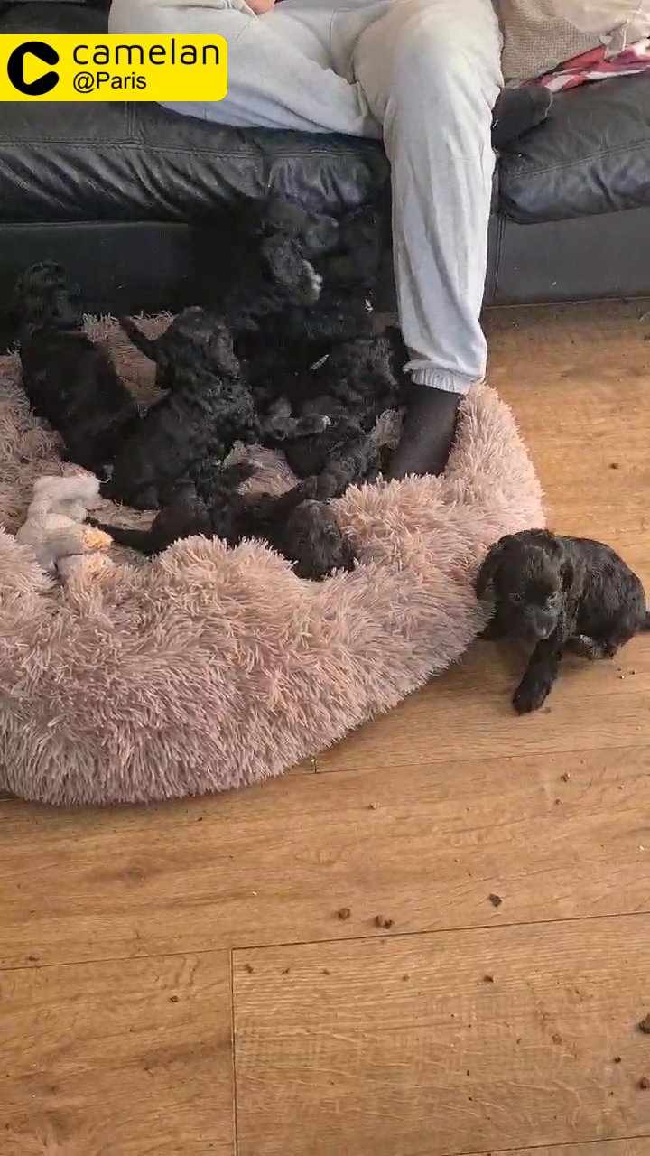 F1 Cockapoo puppies for sale