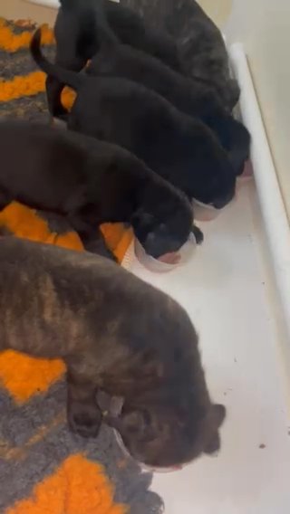 quality cane corso