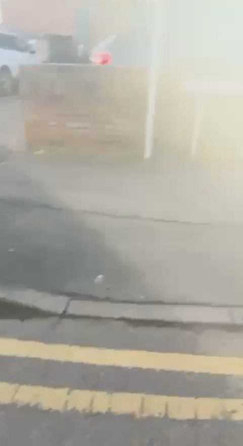 Dog who needs loving home