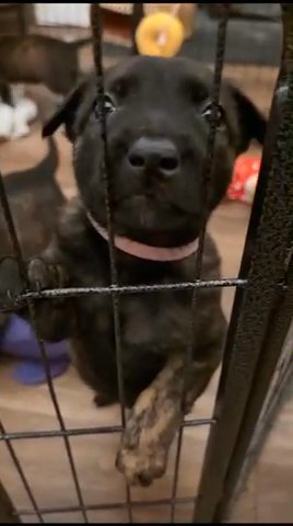 Dutch Herder Puppies For Sale