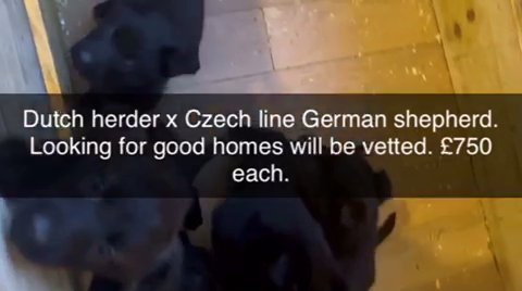 Dutch X German Shepherd