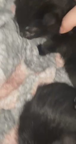 5 Black&White Kittens Ready to go