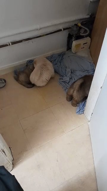 chow chow puppies  6 weeks old