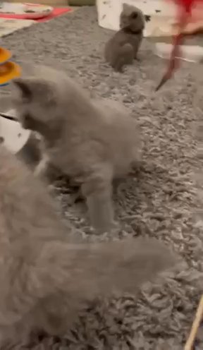 6 Beautiful British shorthair kittens