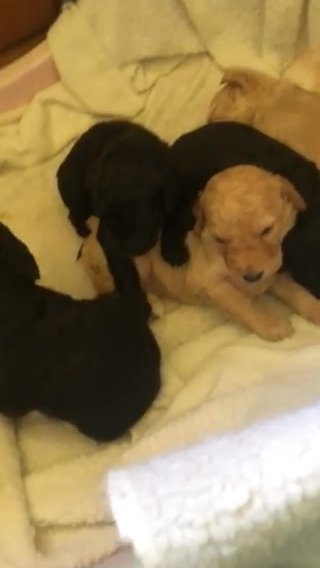 fF1b golden doodles babies