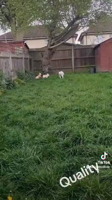 male French bulldog