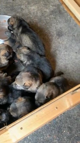 German shepherd puppies