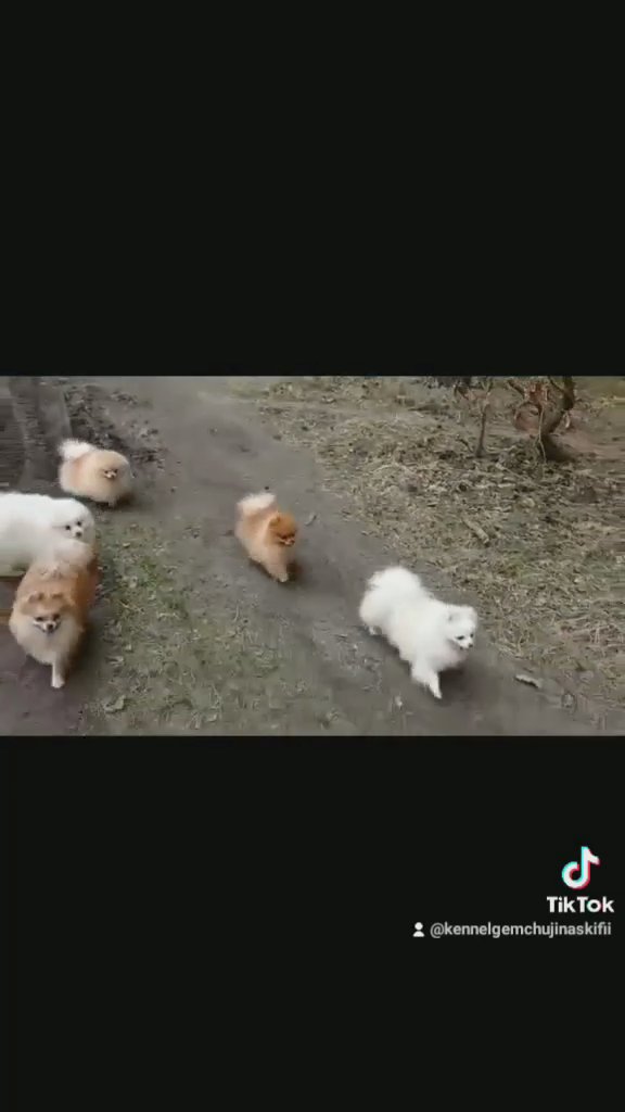 Pomeranian female, dokuments FCI