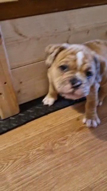 REDUCED 8 Olde English Bulldoggge puppies