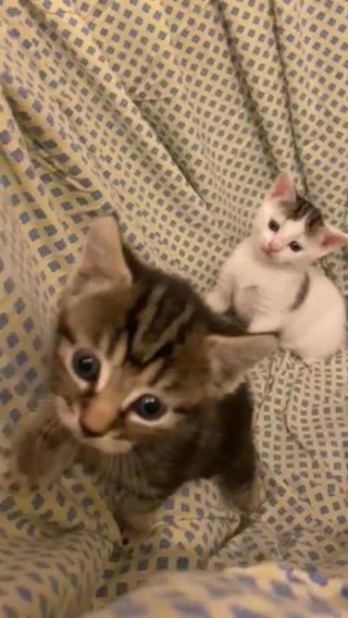 Beautiful kittens looking for a home!