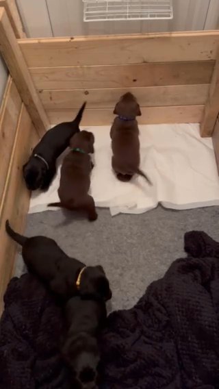 KC Registered With cracking pedigree